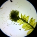 Pseudotaxiphyllum distichaceum - Photo (c) Rob Routledge, algunos derechos reservados (CC BY-NC), subido por Rob Routledge