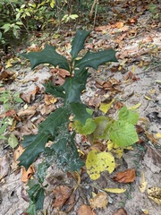 Ilex cornuta