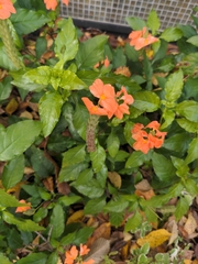 Crossandra infundibuliformis