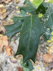 Ilex cornuta