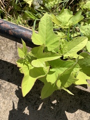 Ipomoea batatas