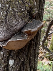 Phellinus tremulae