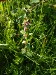 Stachys agraria