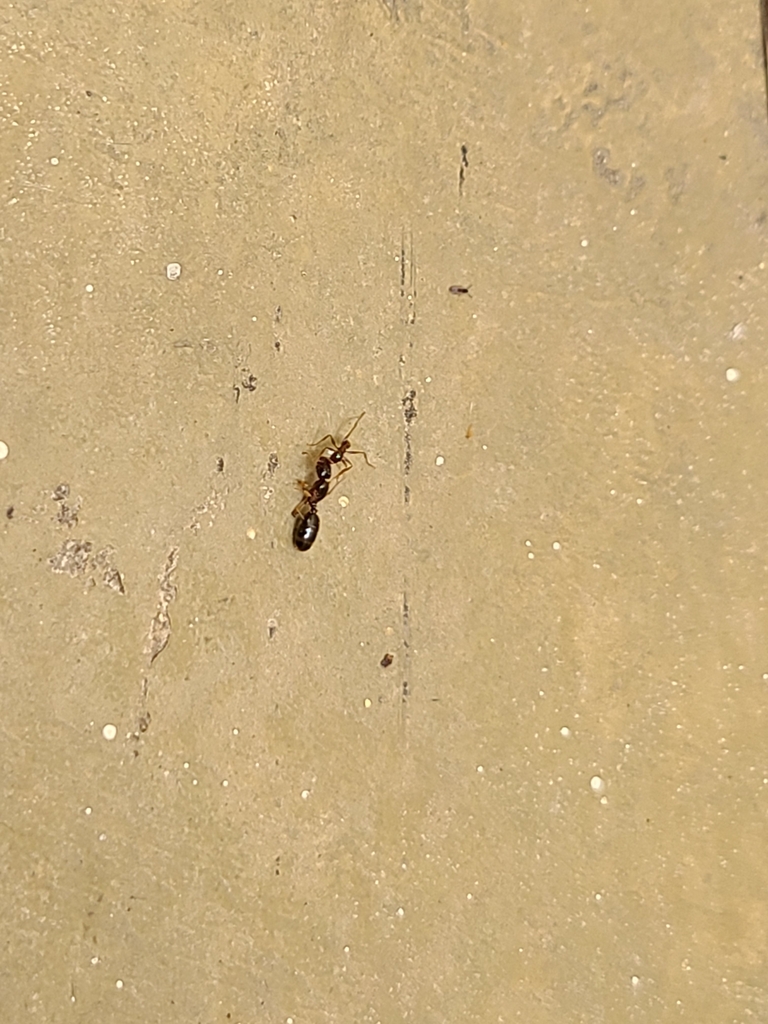 Pheidole jelskii