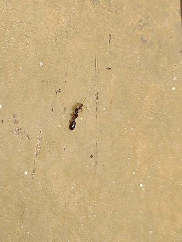 Pheidole jelskii