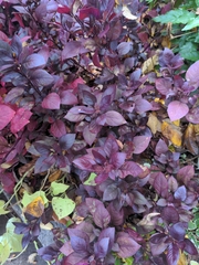 Iresine diffusa herbstii