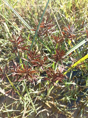 Image of Cyperus flavicomus by (c) Favian Flores Medina, some rights reserved (CC BY)