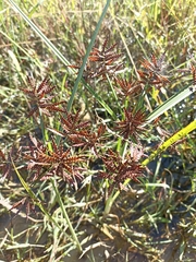 Cyperus flavicomus