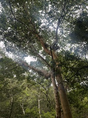 Ficus sycomorus sycomorus