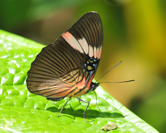 Adelpha lycorias