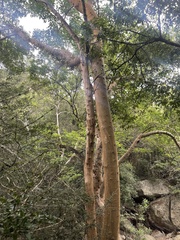 Ficus sycomorus sycomorus