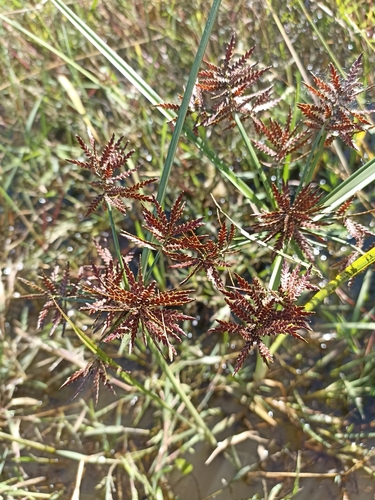 Image of Cyperus flavicomus by (c) Favian Flores Medina, some rights reserved (CC BY)