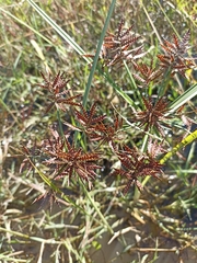 Cyperus flavicomus