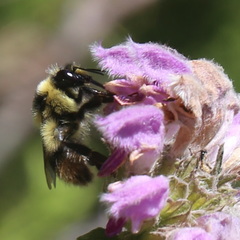 Mendacibombus