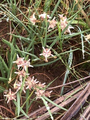 Asclepias stellifera