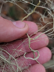 Usnea cavernosa