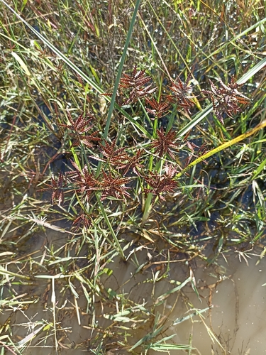 Image of Cyperus flavicomus by (c) Favian Flores Medina, some rights reserved (CC BY)