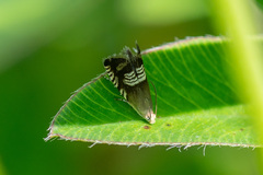 Grapholita compositella