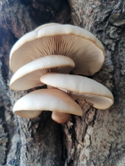 Pleurotus ostreatus