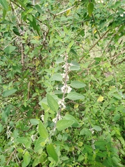 Lippia graveolens