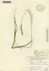 Carex × sullivantii