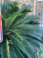 Cycas