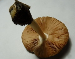 Volvariella murinella