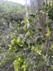 Diospyros nummularia