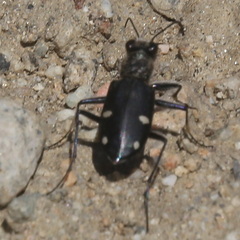 Cicindela granulata