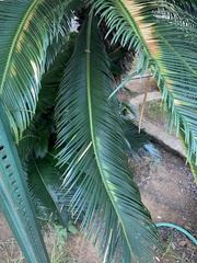 Cycas