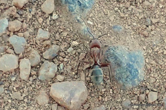 Camponotus rufoglaucus