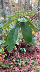 Rhododendron macrophyllum