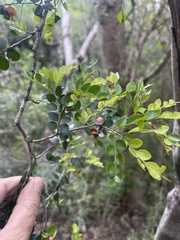 Diospyros nummularia