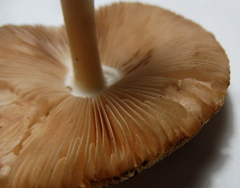 Volvariella murinella