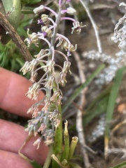 Ledebouria macowanii