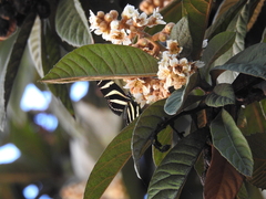 Heliconius charithonia vazquezae