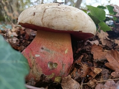 Rubroboletus