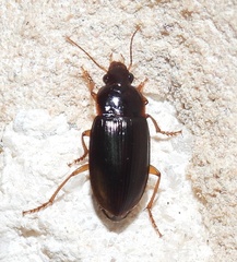 Notiobia terminata