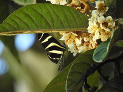 Heliconius charithonia vazquezae