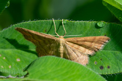 Idaea serpentata