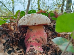Rubroboletus