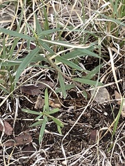 Talinum aurantiacum