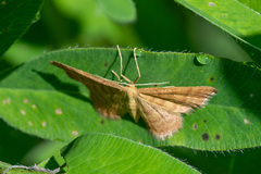 Idaea serpentata
