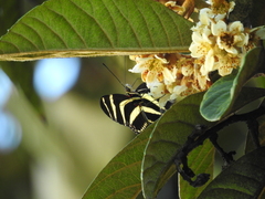 Heliconius charithonia vazquezae