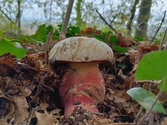 Rubroboletus
