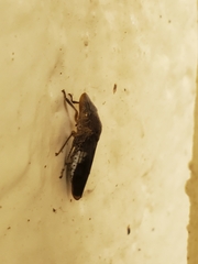 Homalodisca vitripennis