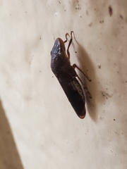 Homalodisca vitripennis