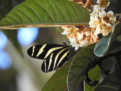 Heliconius charithonia vazquezae