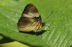 Adelpha lycorias