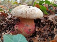 Rubroboletus